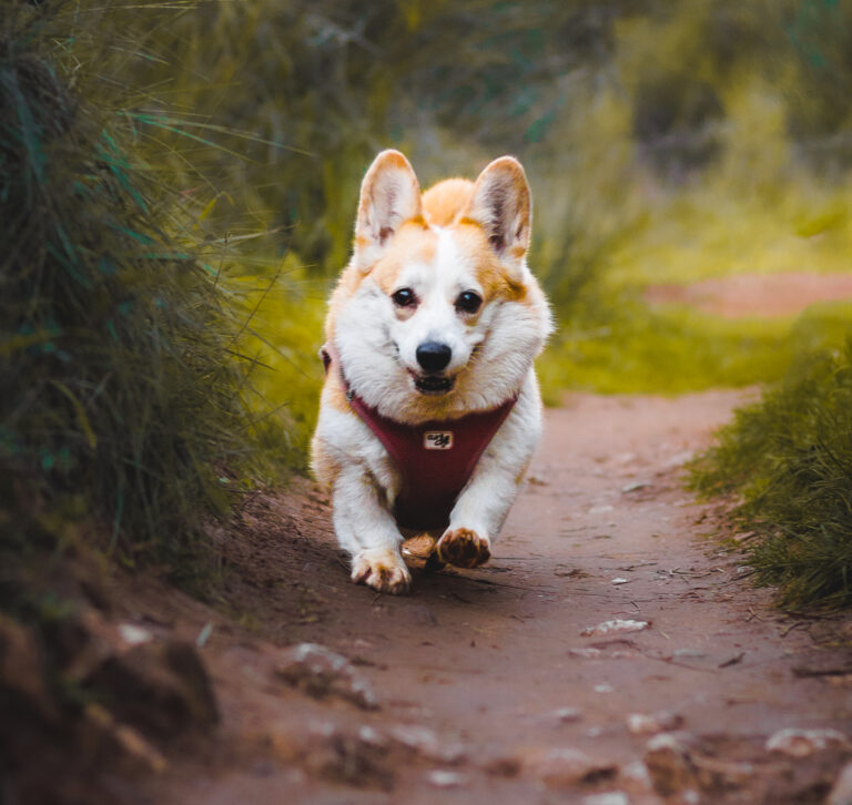 photographe canin photographie portait chiot animaux de compagnie